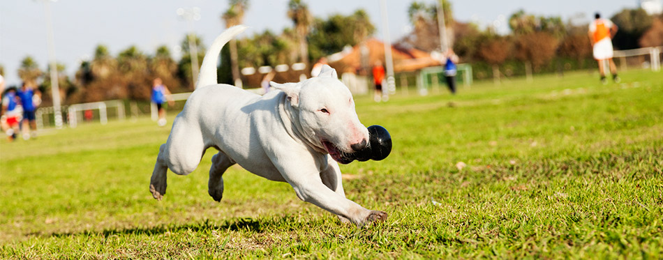 Dog running with the toy