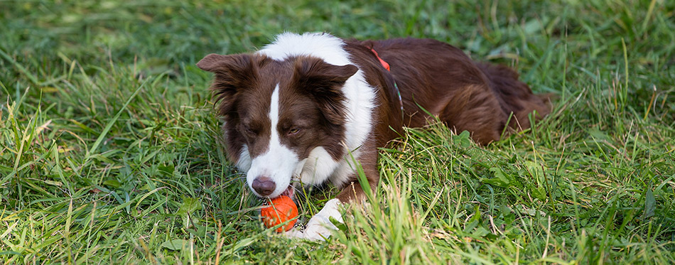 Dog with a ball