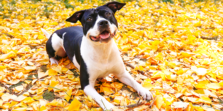 Happy black and white american staff terrier on a walk in the park on nice warm autumn day. 