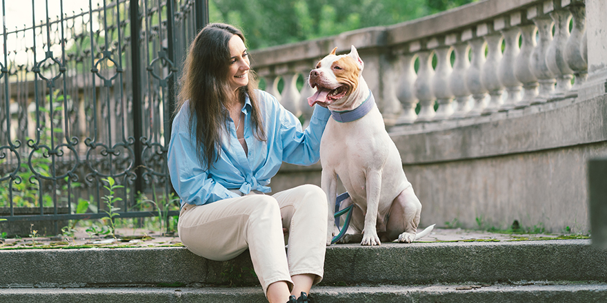 Horizontal of brunette woman in casual clothes looking at bicolor white-brown happy american pitbull terrier dog on stone staircase.