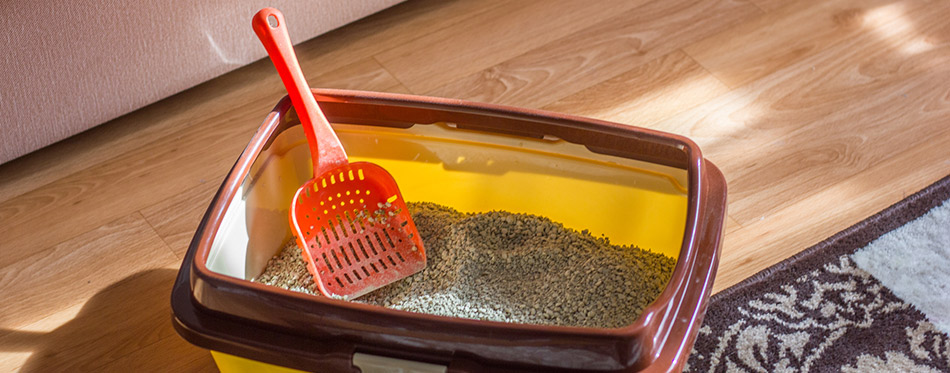 Plastic scoop in a cat litter box, standing on a floor