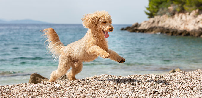 Portrait of a young apricot poodle dog on the sunny beach.