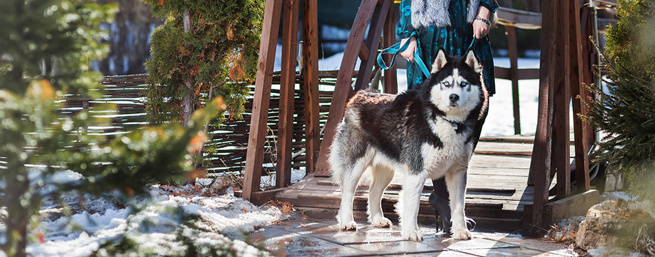 Serious woman in a fur hat with a Husky dog