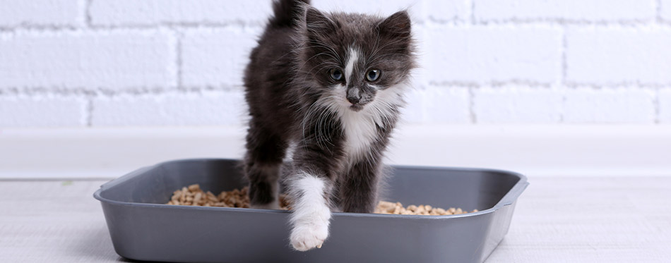 Small gray kitten in plastic litter cat