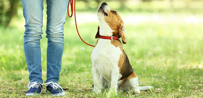 Woman walking with beagle dog in the park