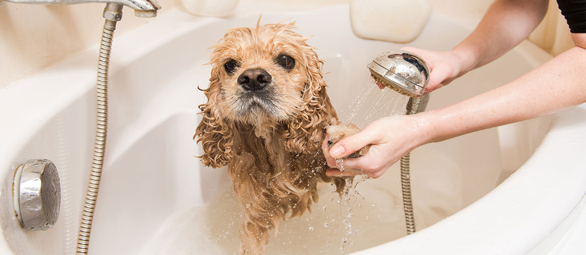 Best-Dog-Shower-Heads