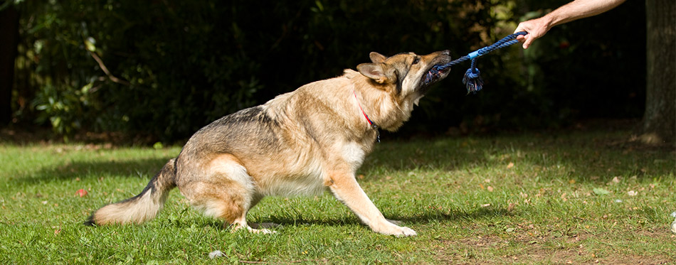 Big dog tugging on a rope