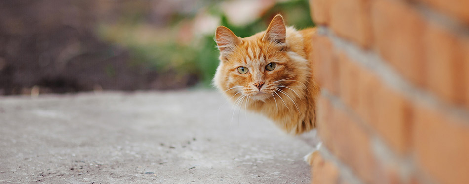 Cat looking behind a wall