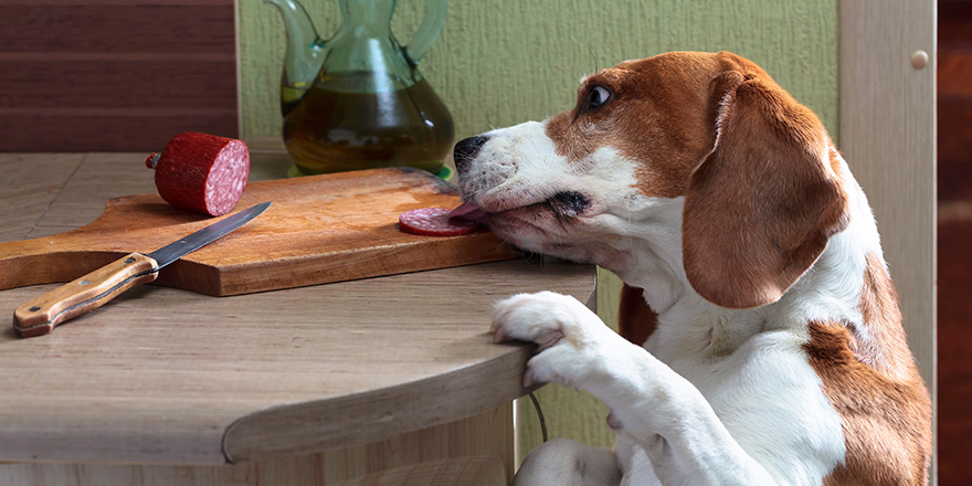 Cute Beagle eats smoked sausage left on the kitchen table.