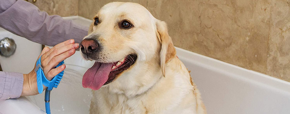 Dog bathing