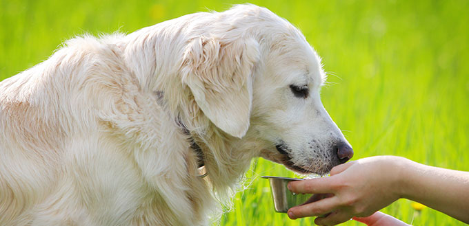 Manger un chien