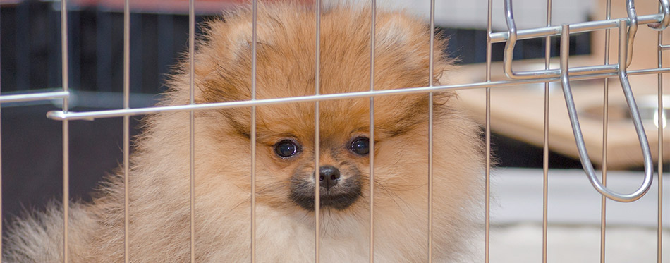 Dog in a crate