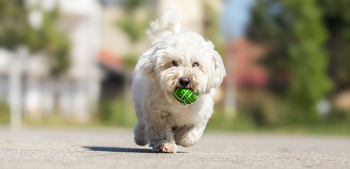 Dog with a rubber ball