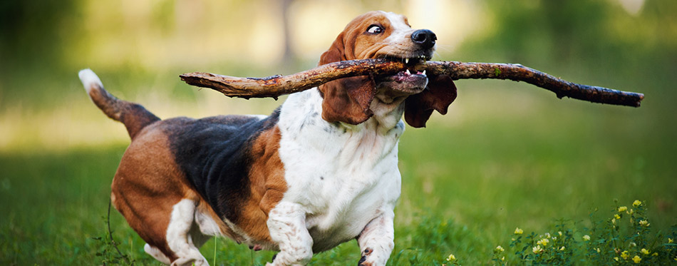 Funny dog Basset hound running with stick