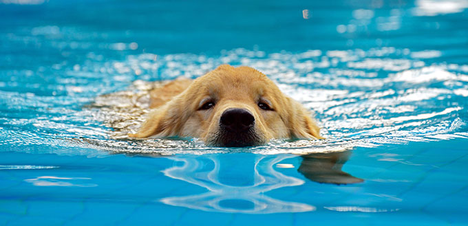 Golden Retriever puppy swimming