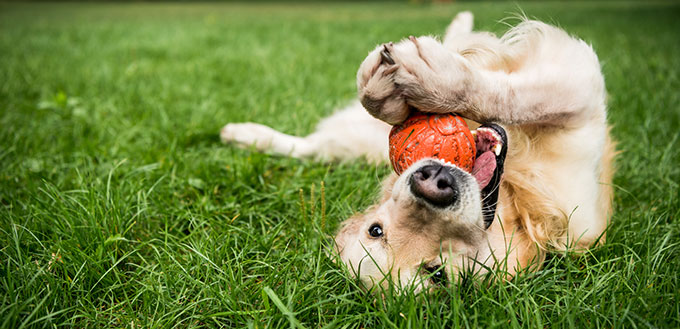 Golden retriever dog playing with a rubber toy