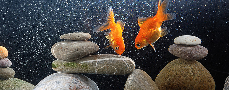Goldfish tank