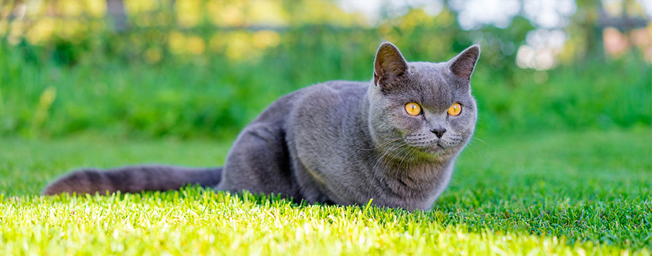 Grey cat in the grass