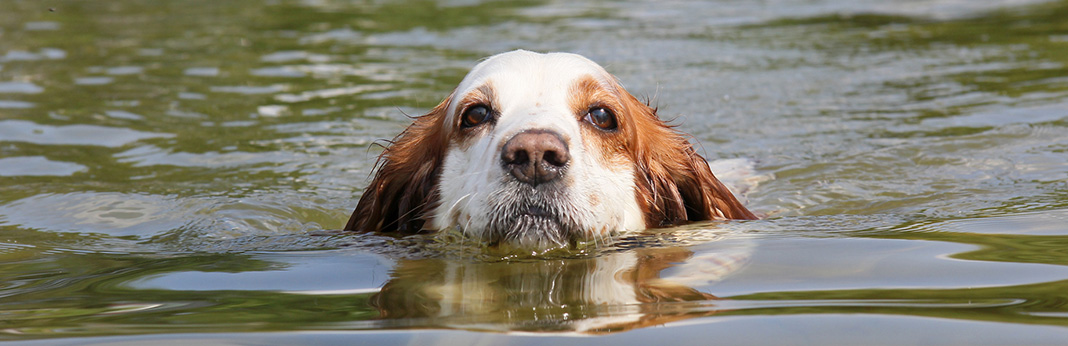 How to Teach a Dog to Swim