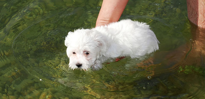 Owner teaching the dog to swim