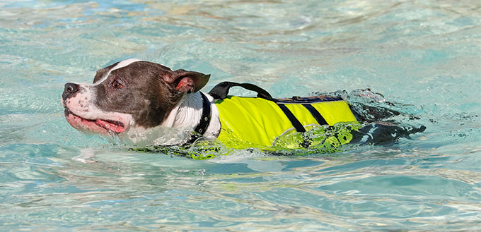 Pitbull swimming in a life vest