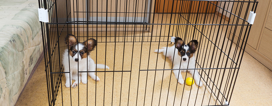 Puppies playing in a dog crate