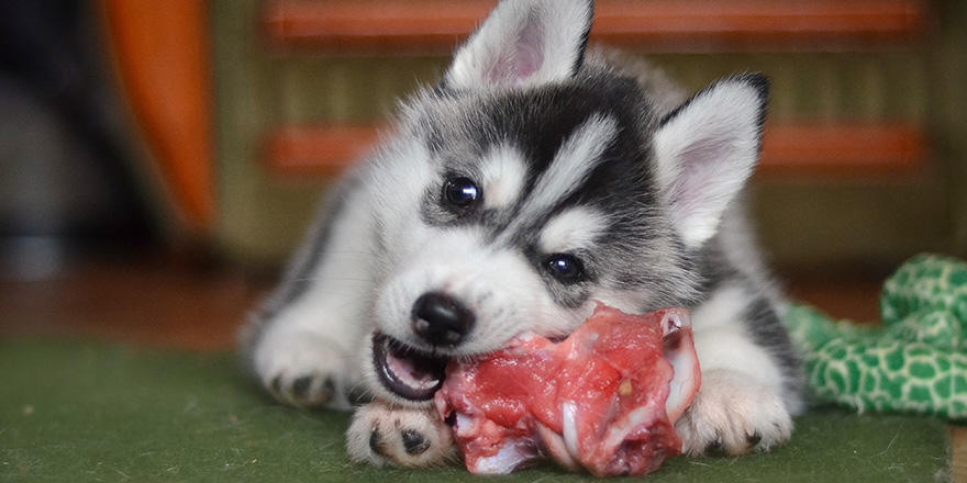 Siberian husky dog puppy eating a meat bone natural feeding BARF