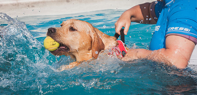 Teaching a dog to swim