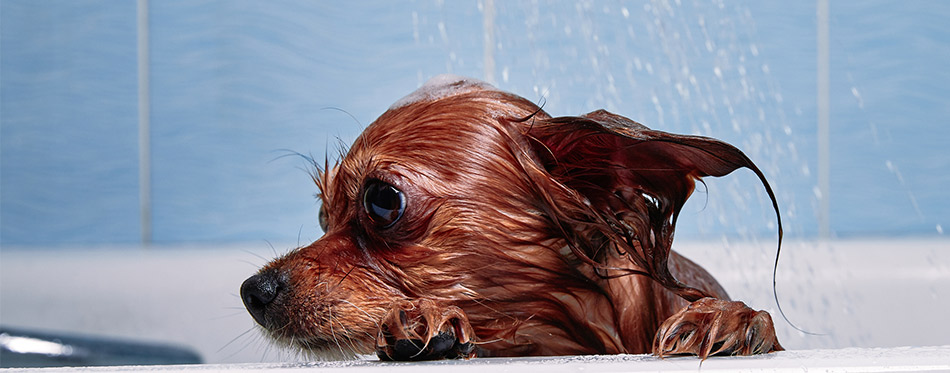 Wet dog in the bathroom