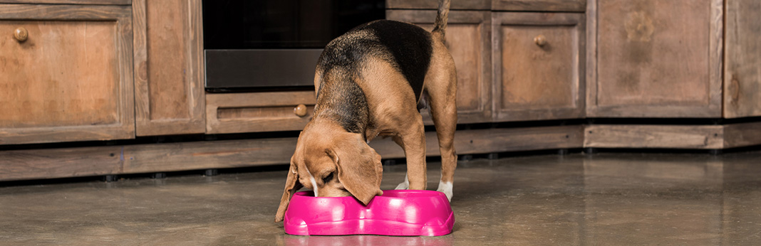 3-Simple-Ways-On-How-To-Soften-Dog-Food-At-Home