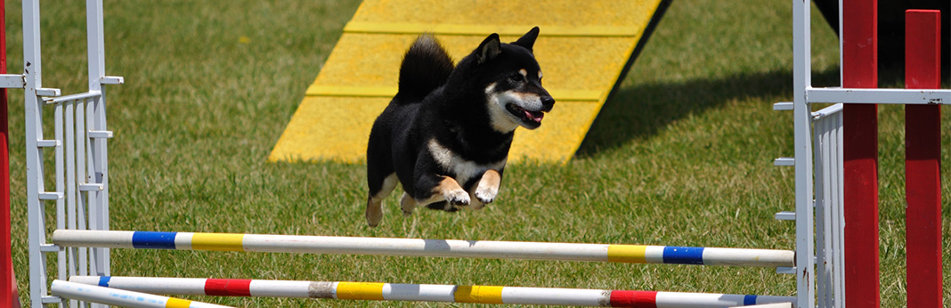 5 Dog Sports You and Your Pooch Need to Try This Summer