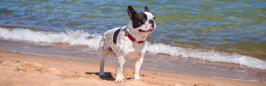 5 Safety Tips for Taking Your Dog to the Beach