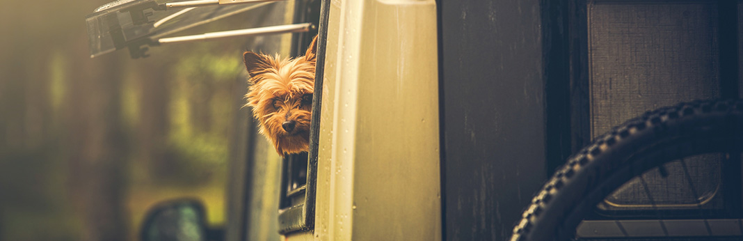 A Beginner's Guide to RVing with Dogs