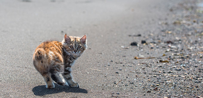 A little red kitten plays in the sand on the seashore.