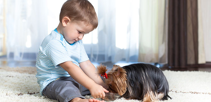 Adorable child feeding yorkshire terrier dog at home