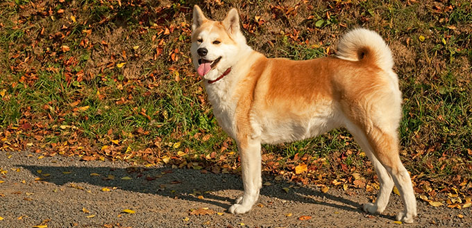 Akita Dog