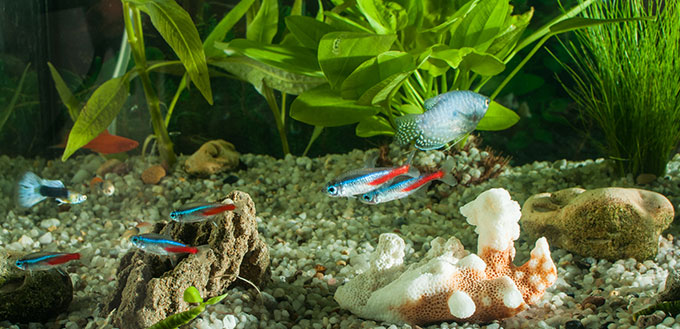 Aquarium avec poissons, plantes naturelles et roches