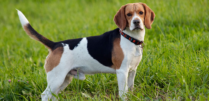 Beagle on meadow