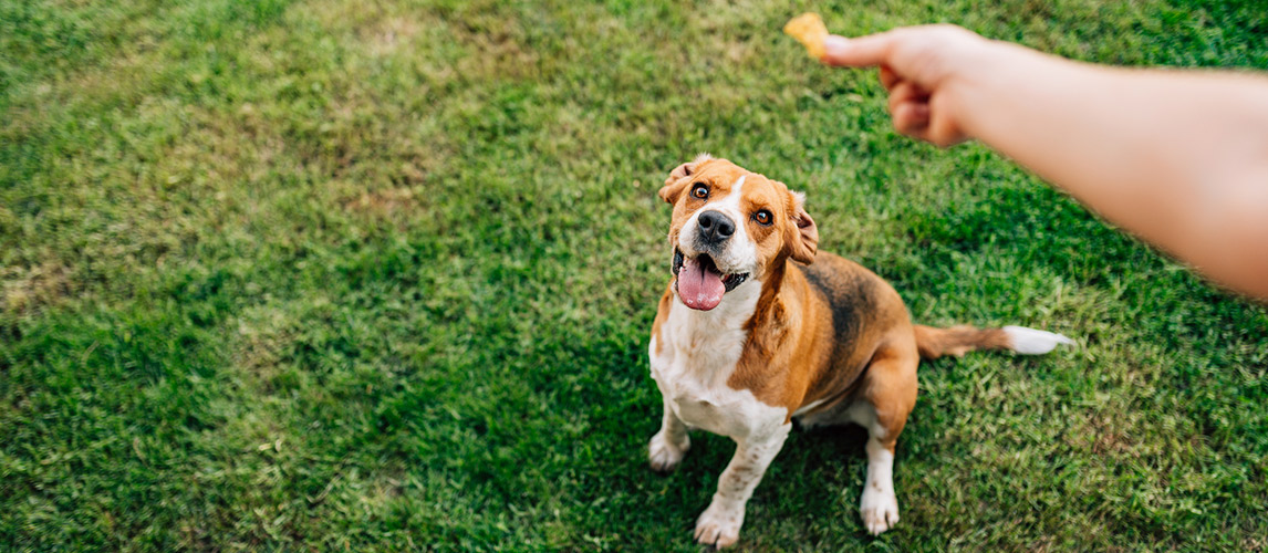 Best-Gourmet-Dog-Treats