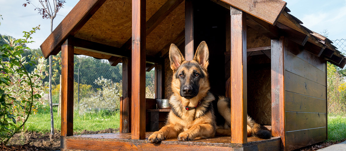 Best-Mulch-for-Dogs