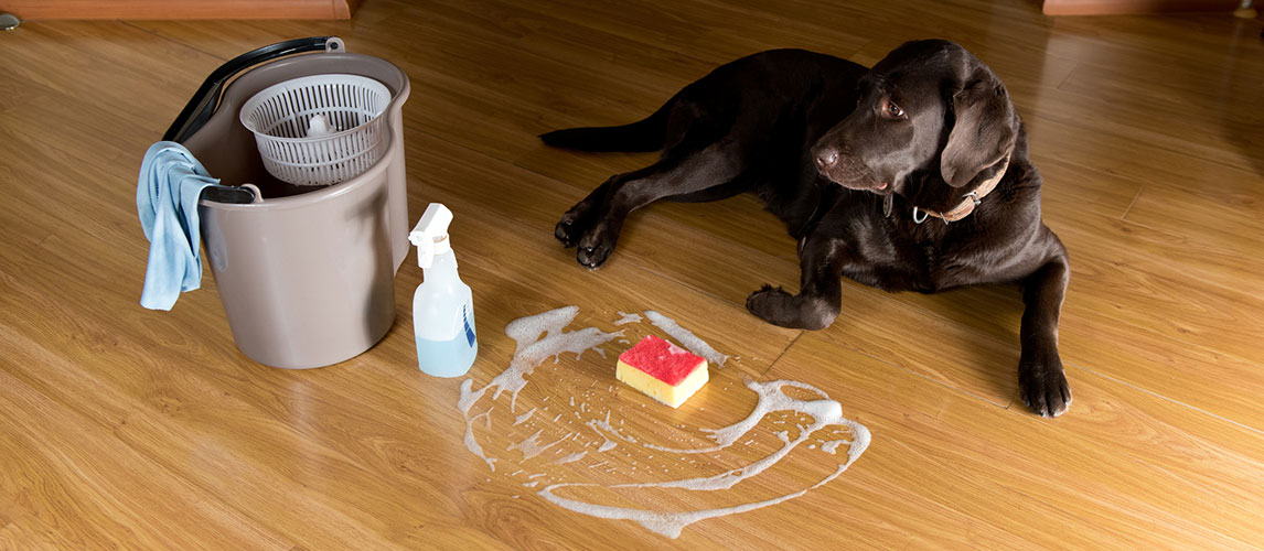 dog floor cleaner