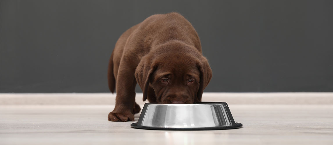 Best-Stainless-Steel-Dog-Bowls