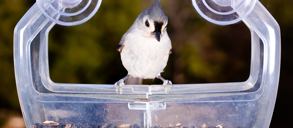 Best-Window-Bird-Feeders