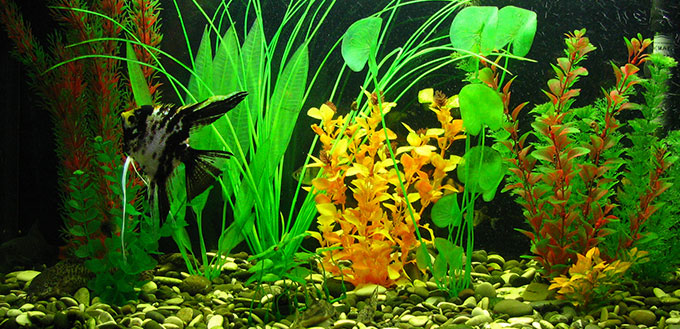 Poissons d'aquarium noir