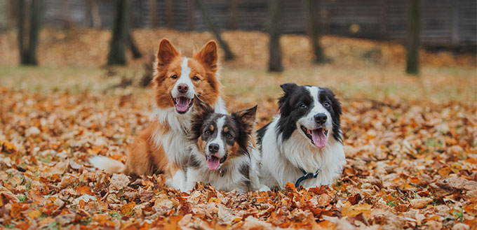 Border collies