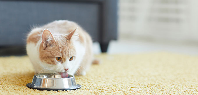 Cat drinking water from a bowl