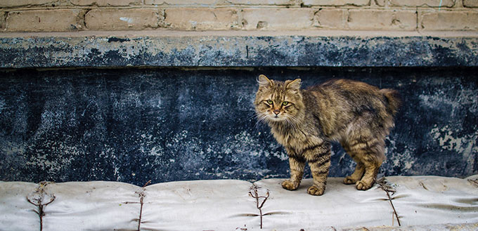 Cat on the street