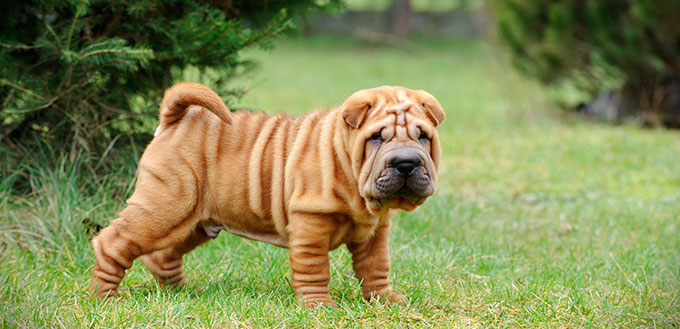 Chinese Shar pei puppy portrait