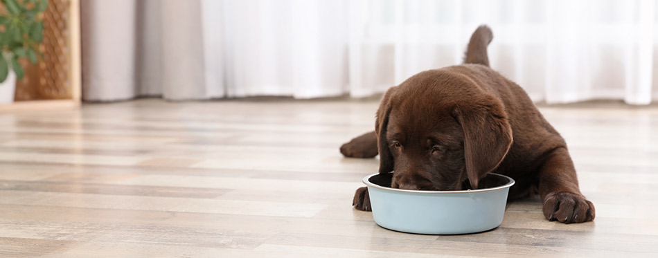 Chocolate Labrador Retriever puppy eating food from bowl