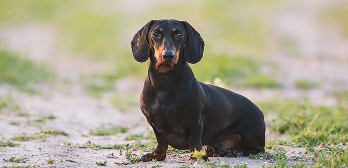 Cute black dachshund portrait